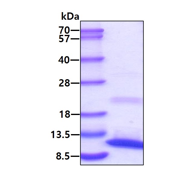 3 μg by SDS-PAGE under reducing condition and visualized by coomassie blue stain.